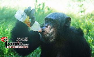 吃瓜猩猩姐,揭秘娱乐圈幕后故事